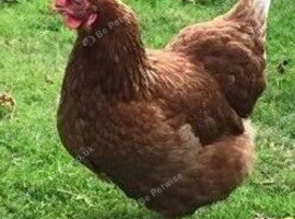 Chickens for sale - 16 weeks POL