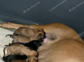 Bullherder pups    last 3