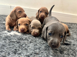 6 beautiful puppies looking for forever homes