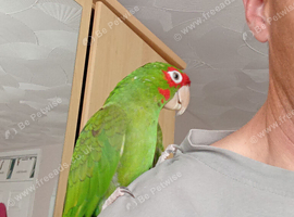Pickle up for sale with cage and food