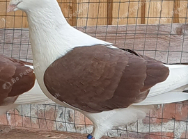 Saddle racing pigeons for sale