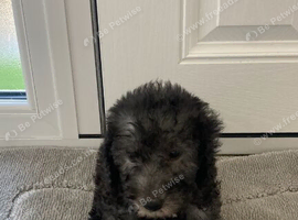 Bedlington terrier puppies Only 2 BOYS