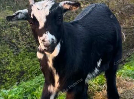 Castrated male pygmy goat 8 months