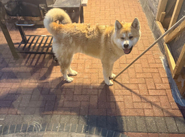 Male Akita