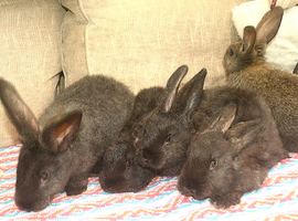 CONTINETAL GIANT RABBITS