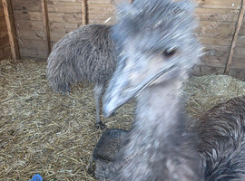 I have male and female emus for sale