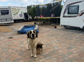Puppy sale