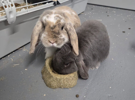 2 male rabbits looking for forever home