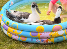 2 Indian runner ducks
