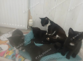 Four Kittens Ready Now