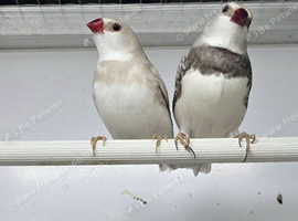 Firetail breeding pair