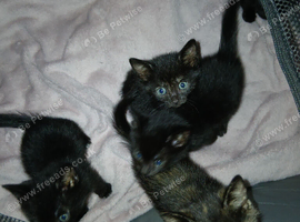 Kittens Ready to leave 9th September