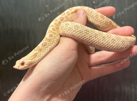 Lovely hognose snake for new home