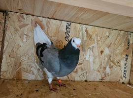 Pigeons