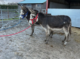 Two stunning coloured Jenny donkeys