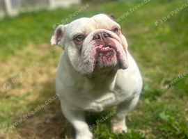 English bulldog for sale