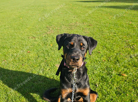 female rottweiler