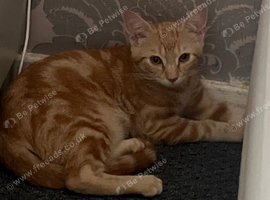 Ginger kitten for sale