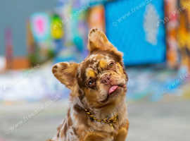 Visual Fluffy New Shade Rojo Tri Merle