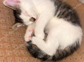 Fluffy Kittens for Sale &ndash; available NOW