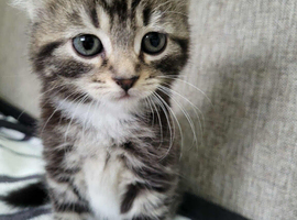 Beautiful tabby kittens