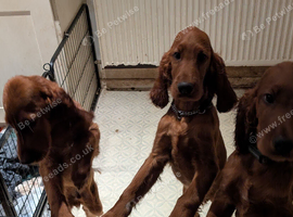 Irish Setter Puppies