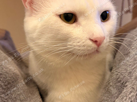Stunning White Male Cat, 18 Months Old - Beautiful Eyes, Great with Children & Pets
