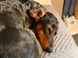 1 Black and Tan girls left Miniature dachshund