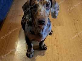 8 month old dapple dachshund