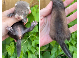 Litter of angoras available
