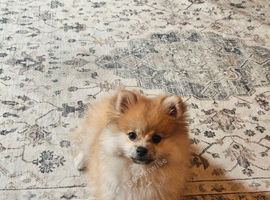Sable Pomerian - Male