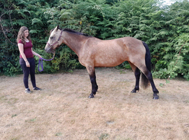 Beautiful Class 1 registered Connemara Mare - 14.1hh - 8 yro