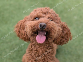 Toy poodle