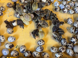 Cortunix Quail hatching eggs