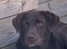 Chocolate Lab in need of a new home
