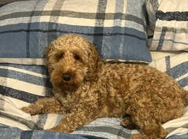 Cockerpoo Stud
