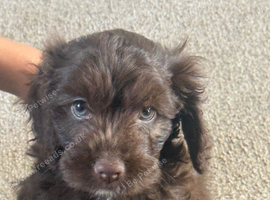 Lovely miniature cockapoo puppes