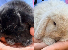 Mixed litter of beautiful mini lops for sale