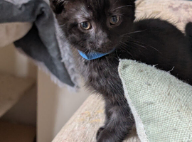 Beautiful Black kittens looking for forever home