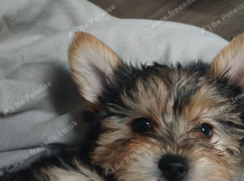 Male yorkshire terrior
