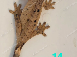 Ink Spot Dalmatian Juvenile Crested Geckos