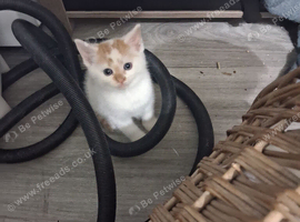 White and ginger kittens