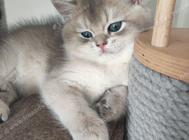 TICA reg British golden chinchilla