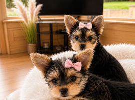 2 female yorkies ready for their forever home