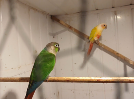 Nice pair conures for ssle will swop.on budgies.boarkes.kaks
