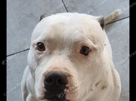 White&blue staffy