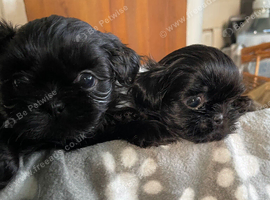 imperial karisishi dobie shih tzus
