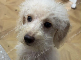 Beautiful Poodle Cream-Coloured Puppy Looking for a Loving New Home ️
