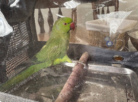 Indian ring neck male &pound;200