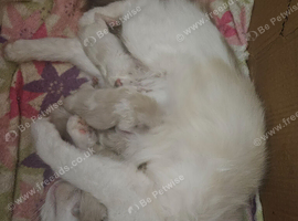 Ragdoll kittens